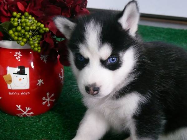 Lucia 12 Weeks Old Female Siberian Husky Puppy for Sale at Alvarado Huskies